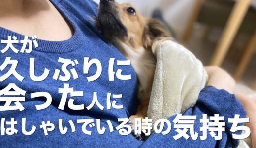 【嬉しいからじゃない】犬が久しぶりに会った人に大はしゃぎしている時の気持ち