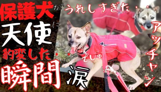 保護犬が公園に来れたことが…うれしすぎ爆発した瞬間・・お母さんが泣いた