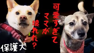 【保護犬】犬の顔が、可愛すぎて飼い主が壊れた瞬間がヤバかった・・本当に美声？