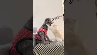 チートすぎる相撲 子猫vs犬 #shorts