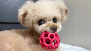 遊びたくて見つめてくる犬が可愛すぎるw【トイプードル】[4K]