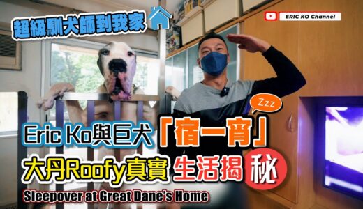 Ericko 與巨犬 「宿一宵」 大丹Roofy 真實生活揭秘  Sleepover Great Dane’s Home