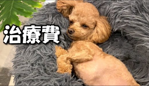 今回の犬の診療費用、参考までにどうぞ【全金額】