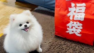 【2022】犬の福袋を開けてみたら…総額◯◯円！【開封】