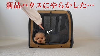 【悲報】犬が新品のハウスでとんでもない事件を起こしてくれました…