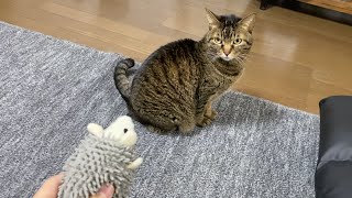 間違って犬用のオモチャを買ってきたら凶暴猫が…