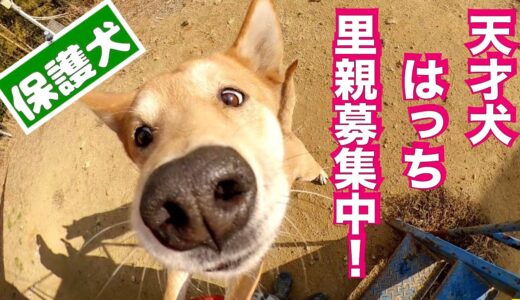 【保護犬】ハッチくん里親募集中❗️めっちゃ天才犬👍