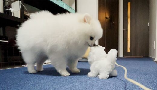 犬見知りのポメラニアンに友達ができました