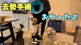 去勢手術終えて病院から戻ってきた弟犬と兄犬たちとのご対面！