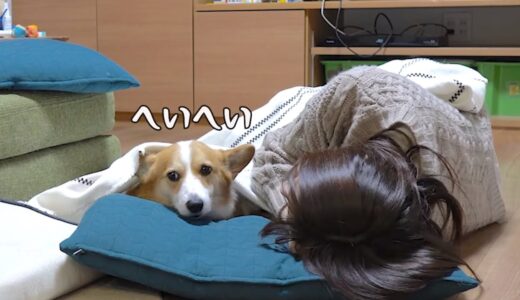 一応添い寝してくれるコーギー犬