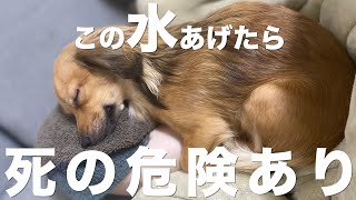 犬に絶対与えてはいけない水