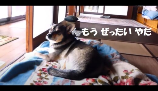 第5回目 体重測定🎉 犬のダイエット なんと2ヶ月で！😏