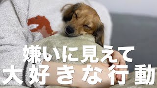 犬が見せる嫌いに見えて実は大好きを伝えている行動