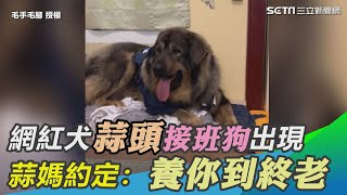 網紅犬「蒜頭」接班狗出現　牠2度遭棄養蒜媽約定：養你到終老 ｜三立新聞網 SETN.com