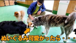 ぬいぐるみに嫉妬する犬が可愛すぎる！