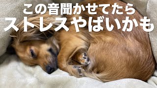 犬に聞かせたら多大なストレスを与えてしまう音