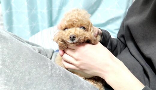 飼い主にぐちゃぐちゃにされても動じない犬【トイプードルのコロン】