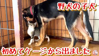 【子猫　子犬　保護犬　保護猫】野犬の子犬　初めてケージから出る