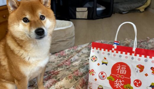 犬用福袋を買ってきたら、結果的にムシャクシャした柴犬。