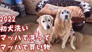 【初犬洗い2022】雪遊びで灰色になってた犬をやっと洗えた　ゴールデンレトリバー