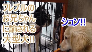 自分より小さい子に諭されてしまった大型犬!!ゴールデンレトリバーの子犬ティト。