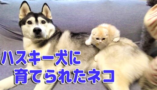 子猫のツンデレが全く理解出来ないハスキー犬のニヤニヤが止まらない...