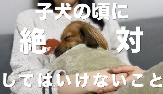 犬が子犬の頃に絶対にしてはいけないこと