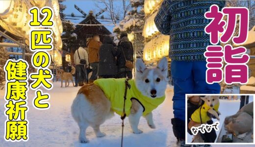 ワンちゃんをなでなでして健康祈願【愛犬と初詣】