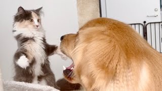 大型犬に往復ビンタを食らわす子猫