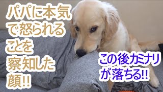 バシっ!本気で怒られる大型犬!ゴールデンレトリバーの子犬ティト。