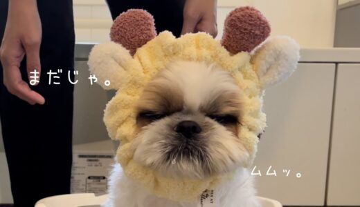 【シーズー】こちらが足湯が好きすぎるお犬様ですwww【犬Vlog】