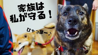 【実家帰省】家族を守るべく警戒心バリバリの甲斐犬とその心配をよそに愛嬌振りまくりの柴犬。帰り際「もっと遊びたい」と泣く姪っ子可愛すぎ【甲斐犬・柴犬】