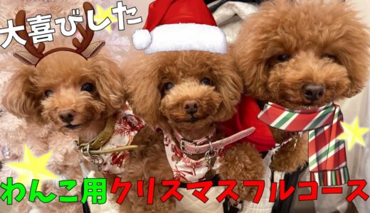 【メリークリスマス！】わんこ用フルコースに大喜びの犬がこちらです！