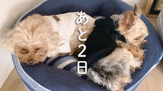 5ヶ月以上いる保護犬、トライアル２日前の過ごし方｜Day159