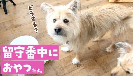 お留守番中に急におやつが出てきたら犬はどうする？