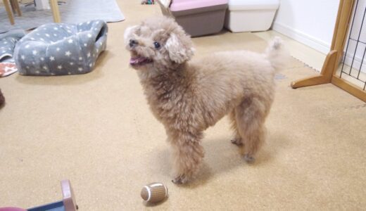 最近のご飯前ルーティーンが激しくなってきた犬がこちらですｗ【トイプードル】