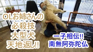 OLお姉さんの必殺技！大型犬天地返し！ゴールデンレトリバーの子犬ティト。