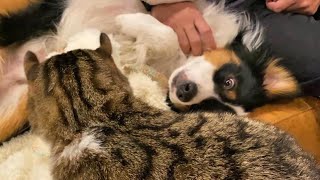 猫に見せつけるかのようにパパに甘えまくる犬