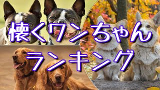 かわいい!!懐きやすい犬種ランキング