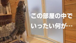 風呂に入れられている犬が超心配…な猫