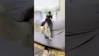 子猫が家出したと思い必死で探し回るハスキー犬がこちら…#shorts