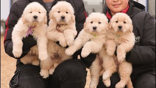 迫不得已，金毛宝宝刚断奶就离开了妈妈Golden retriever puppies had to leave Mum just after weaning