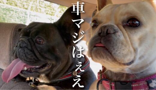 犬達とドライブしたら大興奮の頭文字Dだった