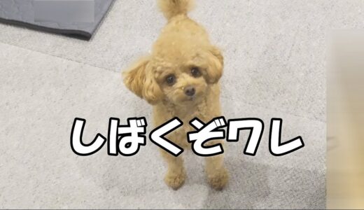 毎晩、弟犬を襲撃する兄犬と正月の夫婦の会話