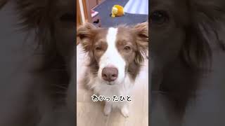 イタズラがバレてしまい素直に謝りに来る犬【ボーダーコリー】 #shorts