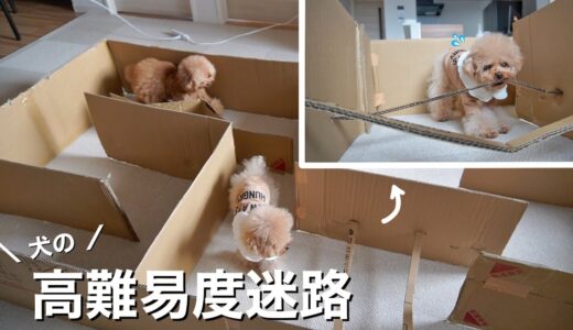 犬を迷路に閉じ込めたらヤバい行動に出始めた…