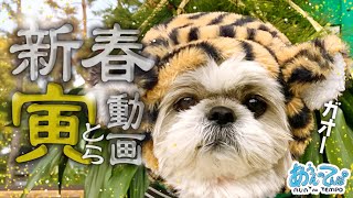 2022年シーズー犬てんぽさん新春寅動画 Happy New Year!