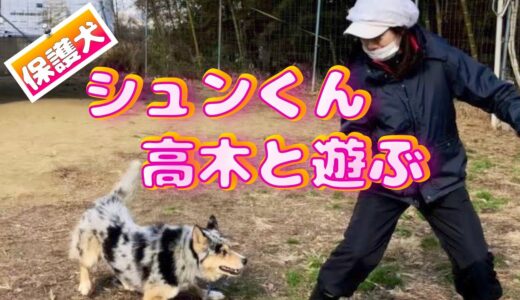 【心を閉ざした保護犬】シュンくん高木と遊んだ👍　#Shorts