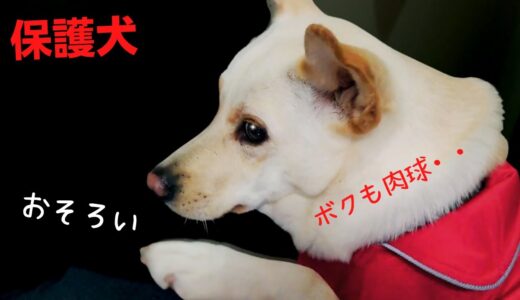 おそろいの可愛すぎる犬「肉球を触って欲しいアピール」