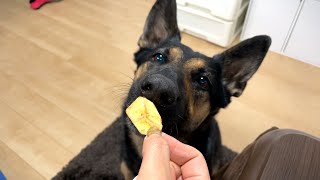 バナナ嫌いのシェパード犬は、バナナチップスなら食べるのか？【German Shepherd】 My Dog, Doesn't Like Banana, Eats Dried Banana Chips?